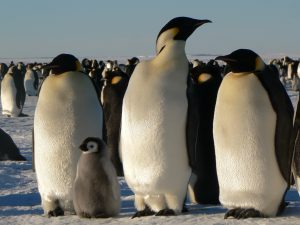Read more about the article Pingvīni Antarktīdā